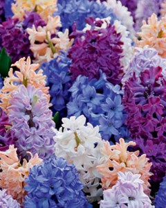 Irresistible Fragrance.jpg